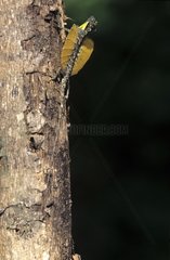 Common Flying Dragon in courtship on a trunk Indonesia