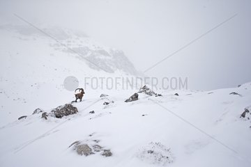 Old male Alpine Ibex in snow - Alps Switzerland