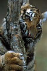 Tigre faisant ses griffes sur branche PN Bandhavgarh Inde