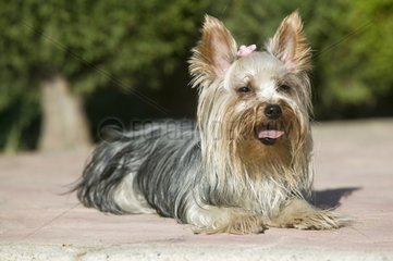 Dog type Yorshire terrier Andalusia Spain