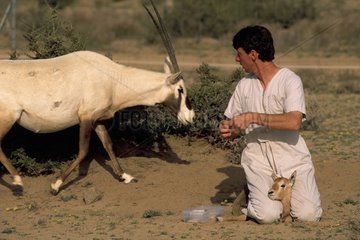 Soin sur un jeune Oryx par un vétérinaire Arabie Saoudite