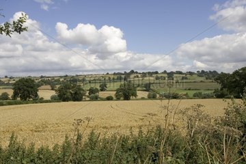 Typical Cotswold landscape  near Chipping Campden
