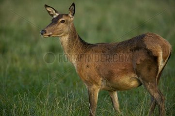 Hind Automn Rutting periode