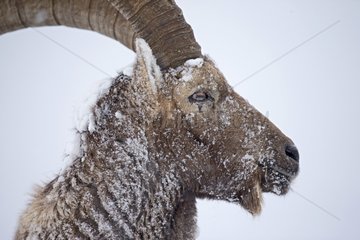 Portrait of old male Alpine Ibex in snow - Alps Switzerland