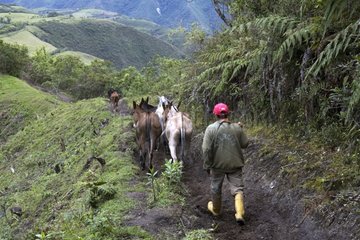 Horses and Mules used for transport in altitude Ecuador