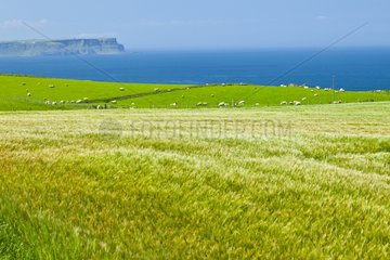 Field and grazing coast - Northern Ireland UK