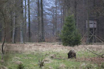 Wild boar (Sus scrofa) and mirador in a clearing  Ardennes  Belgium