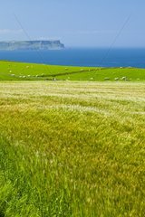 Field and grazing coast - Northern Ireland UK