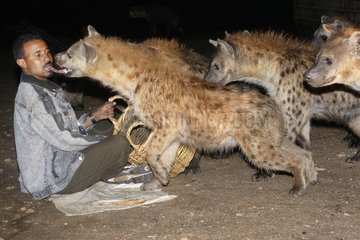 Traditional feeding of Hyenas by an inhabitant of Harar city