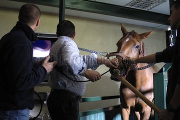 Fibroscopie on a horse France