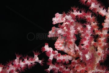 Pair of Pygmy seahorse on a Gorgonian Bali Indonesia
