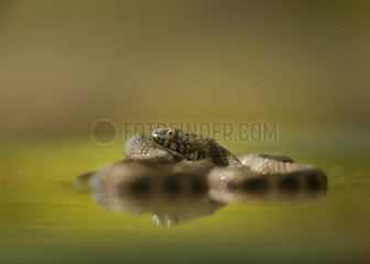 Dice snake (Natrix tessellata) in water  Bulgaria