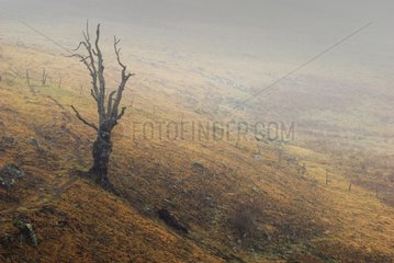 Tree died in the winter fog Chassidouze France