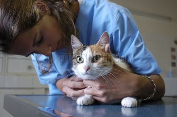 Veterinary surgeon looking after a tricolour she-cat