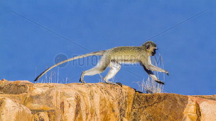 Vervet monkey (Chlorocebus pygerythrus) in Kruger National park  South Africa