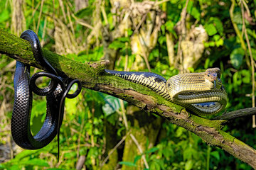 Jansens Rat Snake (Gonyosoma jansenii) on a branch  North Sulawesi.Gonyosoma jansenii