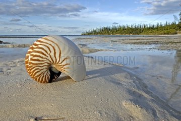 Shell of Bellybutton nautilus on the beach Isle of Pines