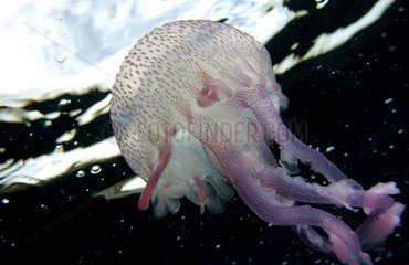 Mauve stinger jellyfish Mediterranean Sea