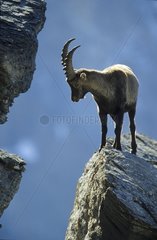 Ibex of the Alps in the National park of Vanoise