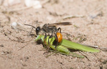 Golden digger wasp (Sphex funerarius) reporting a Sickle-bearing Bush Cricket (Phaneroptera falcata) in its gallery  Regional Natural Park of Northern Vosges  France
