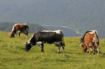 Cows Vosges and Lake Kruth Ridge High-Vosges France
