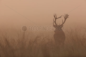 Red Deer (Cervus elaphus) male in the mist at dusk  Ardennes  Belgium