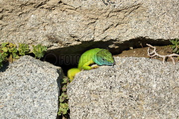 European green lizard (Lacerta viridis)  Bulgaria
