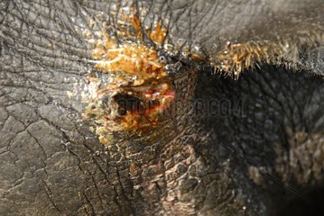 Entry hole of a bullet on an Indian Rhinoceros poached Nepal