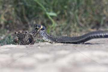Grass Snake swallowing a frog Bulgaria