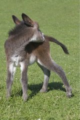 Grey Ass's foal licking itself on the back France