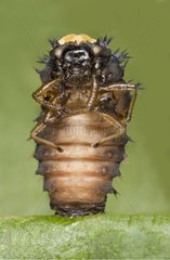 Metamorphosis of a lady beetle larva in nymph France