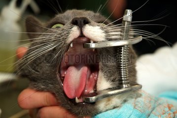 Installation of a step of ass in the mouth of a cat France