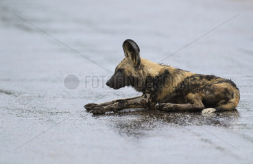 African Wild Dog (Lycaon pictus) lying on a road in rain  South Africa  Kruger national park