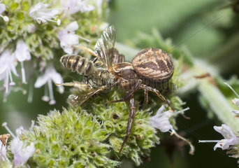 Crab spider (Xysticus bifasciatus) capturing a wild bee (Lasioglossum sp)  Regional Natural Park of Northern Vosges  France