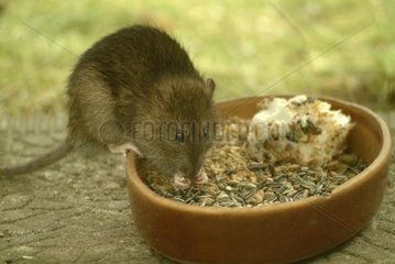 Brown rat in a manger Seine-Saint-Denis [AT]