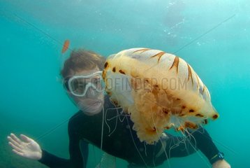 Apneiste observing a jellyfish in Mediterranean Sea France