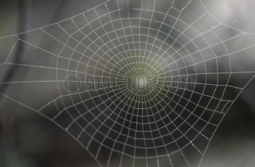 Cobweb in a shrub Switzerland