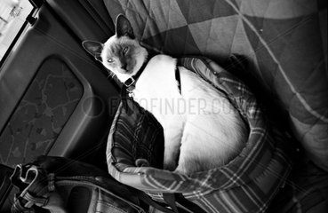 Siamese Cat in his basket on a car chair