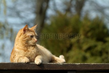Russet-red cat resting on a wood board