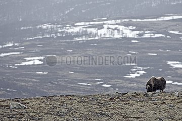 Muskox grazing in the tundra Norway