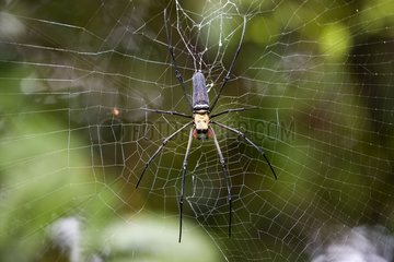 Orbweaver on its cobweb National park of Bako Borneo