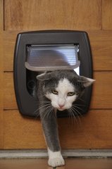 Male European Cat in a catflap France