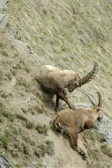 Ibex male resting on a slope Vanoise France