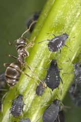 Monitoring the ant farm aphids