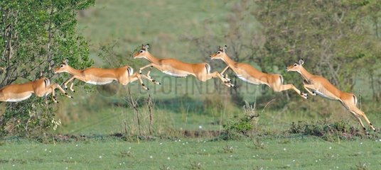 Black-faced Impala jumping Masaï Mara NR Kenya