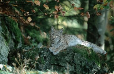 Lynx boréal jeune au repos