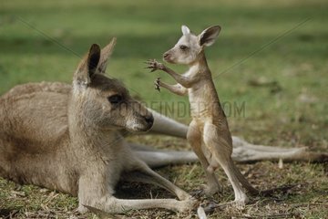 Baby Estaern grey Kangaroo in front of his mother Australia