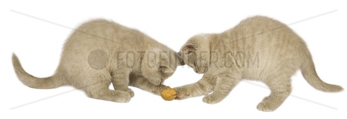 Kittens race short hair playing with a walnut in the studio