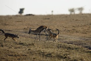 Black-backed Jackals hunting a gazelle Masaï Mara Kenya