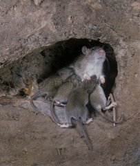 Femelle rat domestique et ses jeunes dans un terrier France
